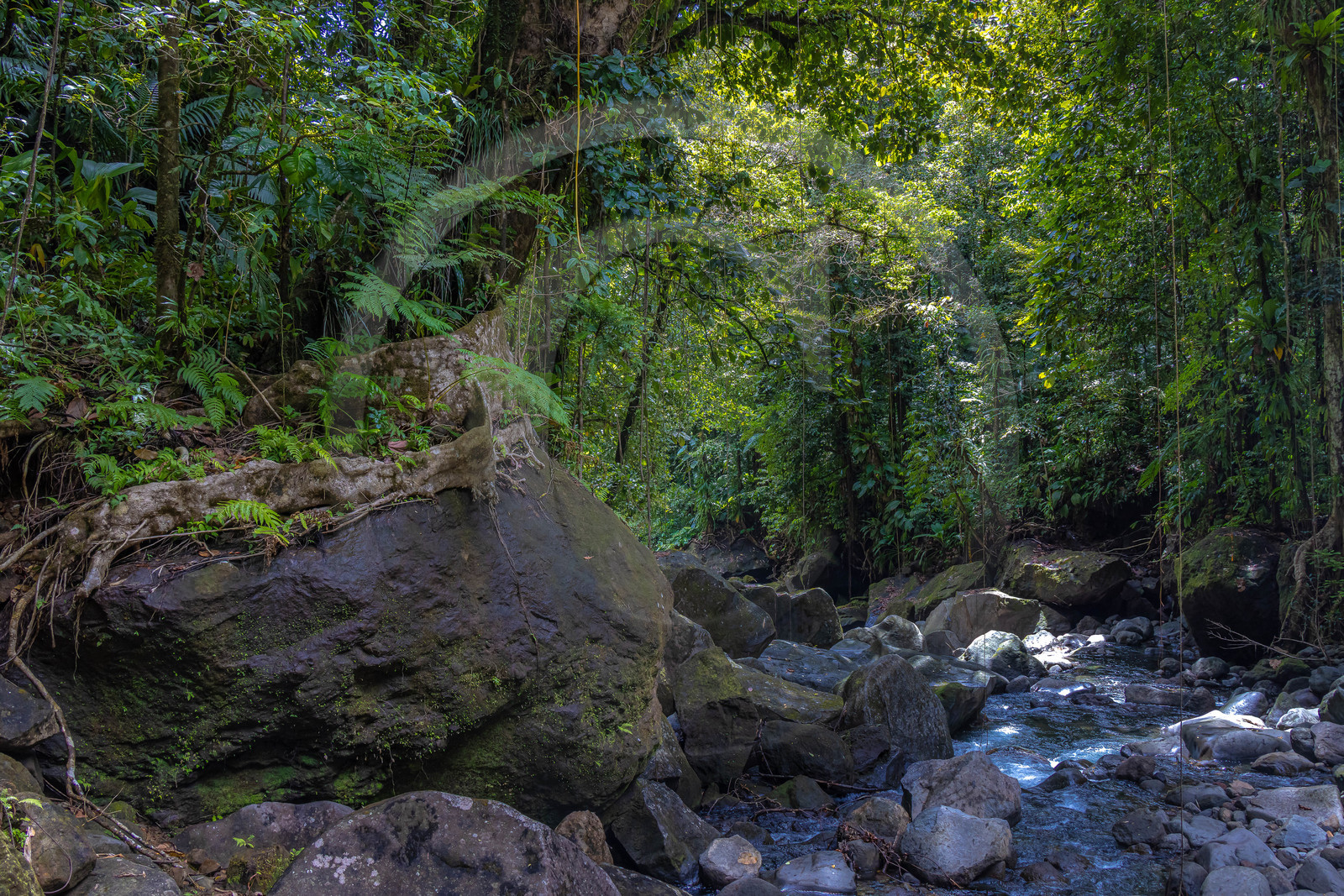 Forêt tropicale, Parc national de la Guadeloupe