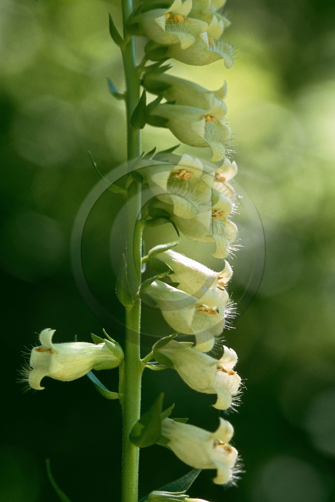 Digitale Jaune, Digitalis lutea