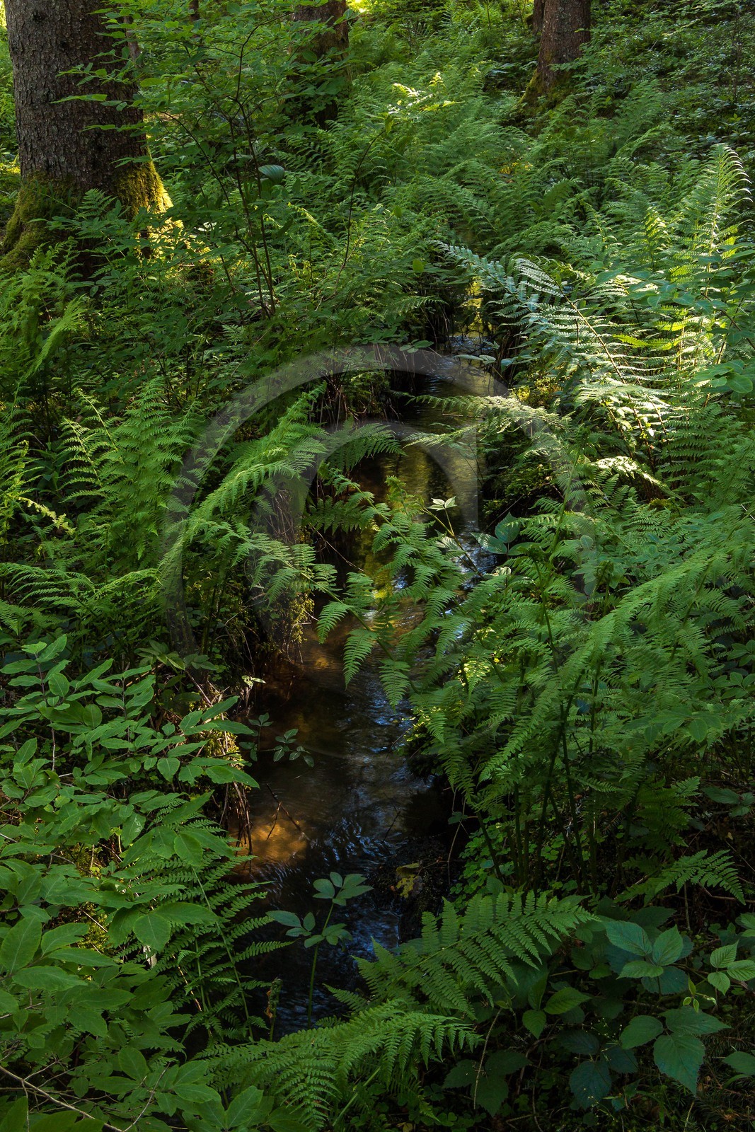 ENS de l'Isère, Marais des Seiglières