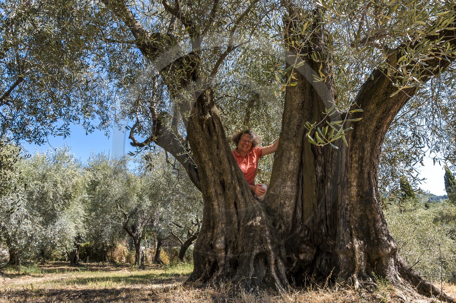 Spéracèdes, Campagne du Virat, Claude Martin, oléicultrice