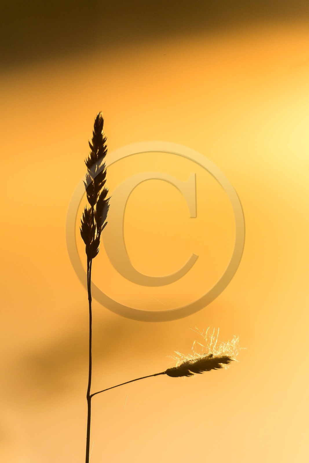 ENS de l'Isère, étang de Montjoux