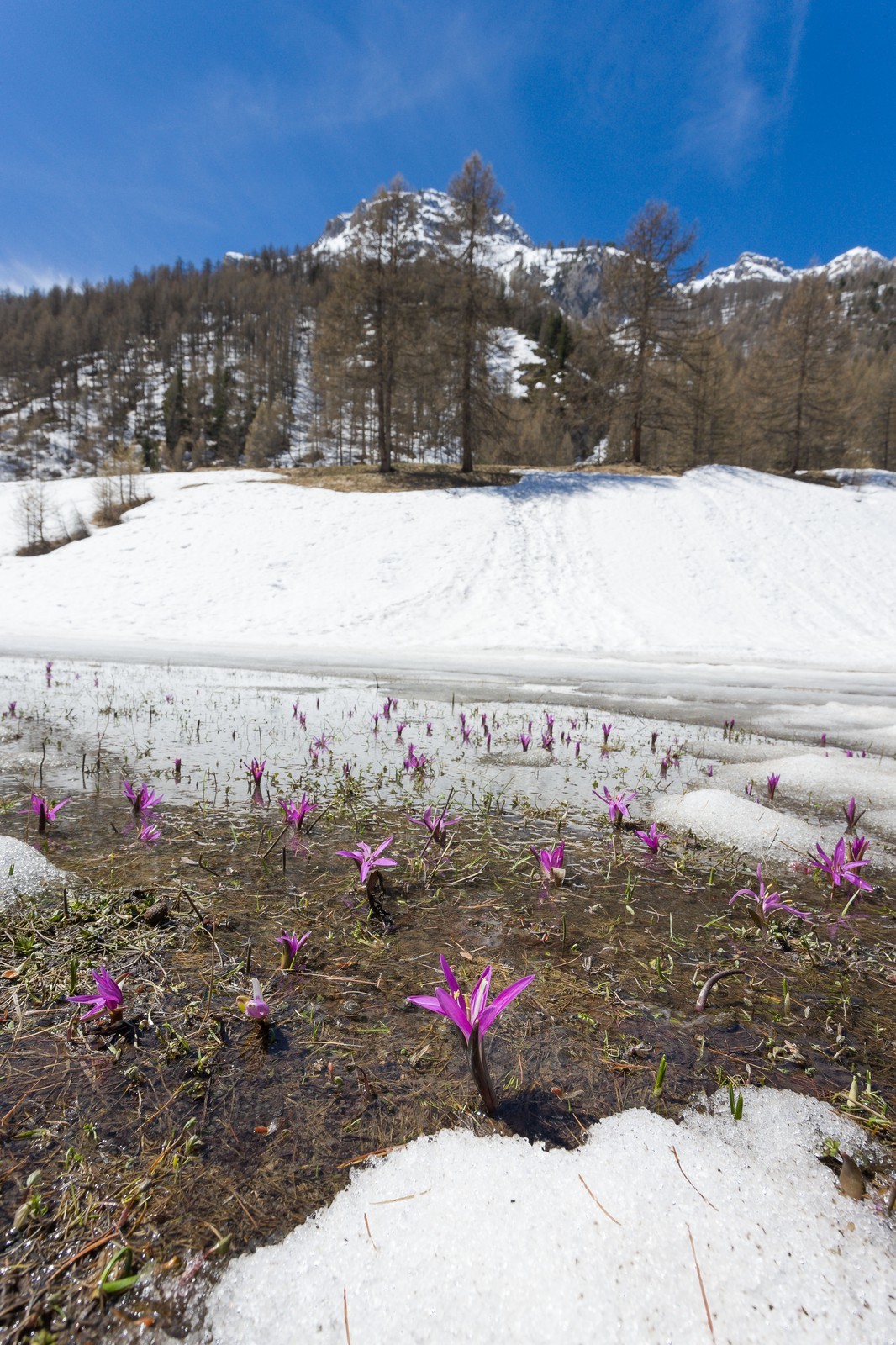 Crocus printanier,  Crocus vernus