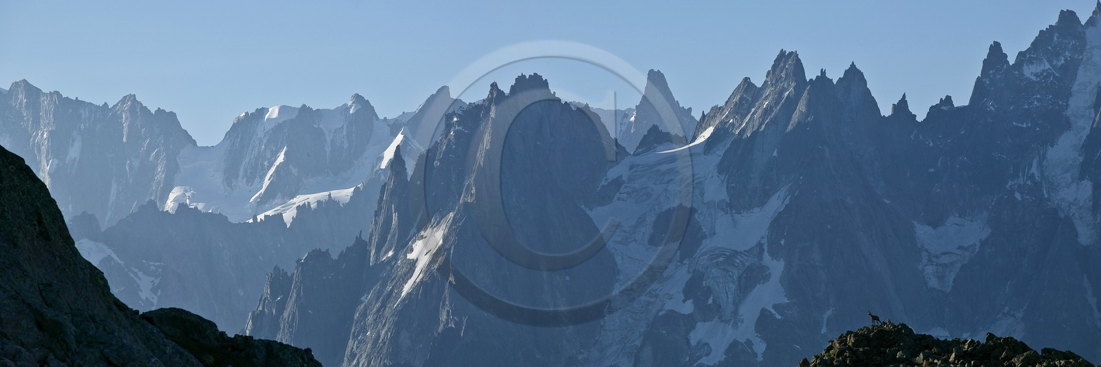 Chamois devant la chaîne du Mont-Blanc