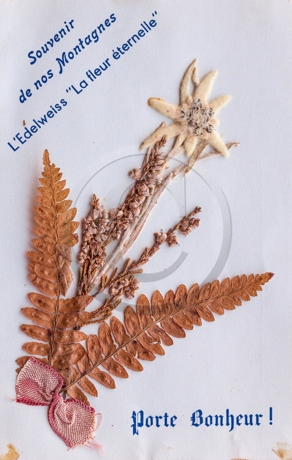 Carte postale ancienne edelweiss