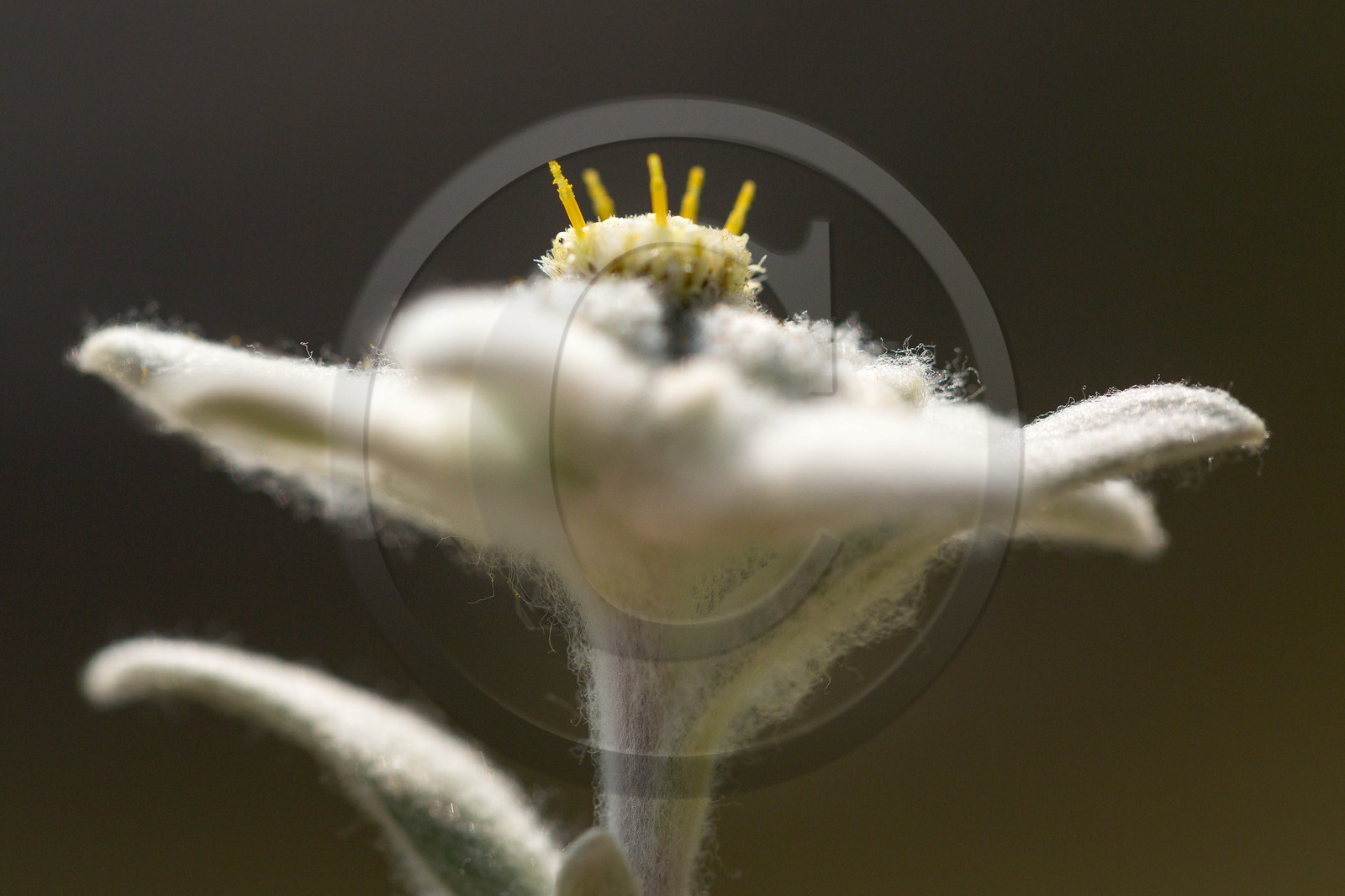 Edelweiss, Leontopodium alpinum