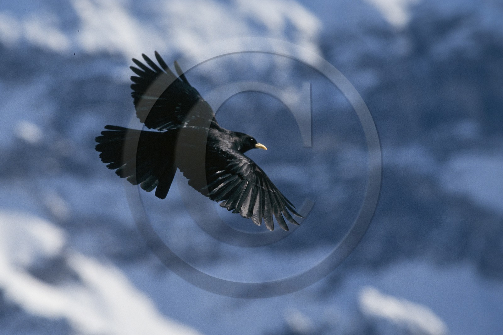 Chocard à bec jaune, Pyrrhocorax graculus