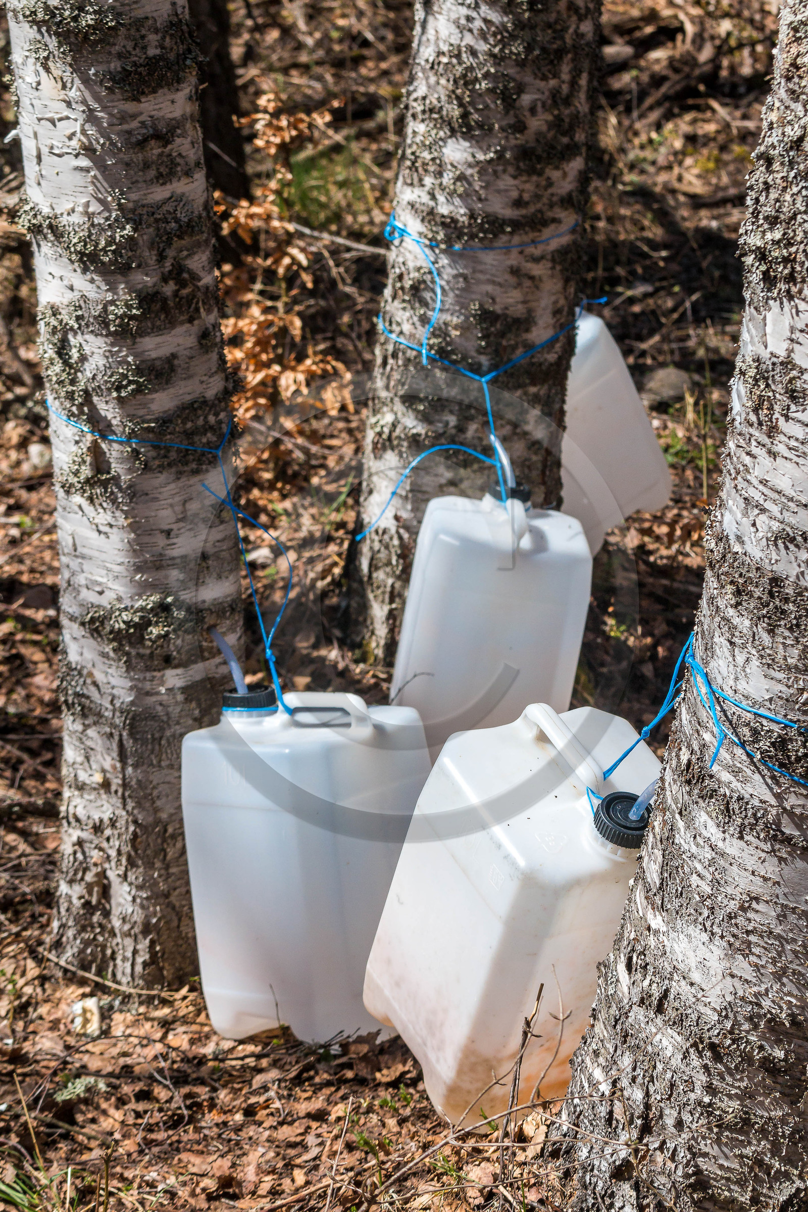 Récolte de sève de bouleau