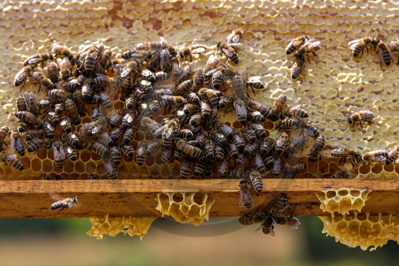 Miellerie de Serre Chevalier