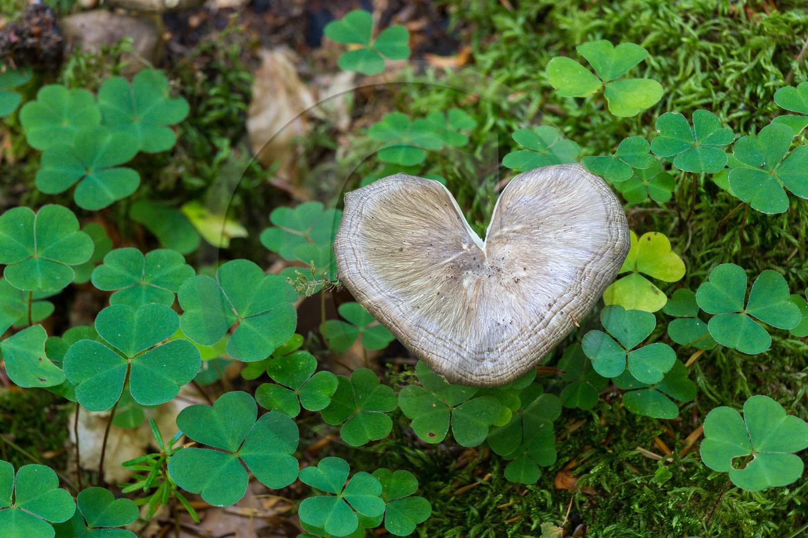 ENS de l'Isère,Tourbières du Peuil