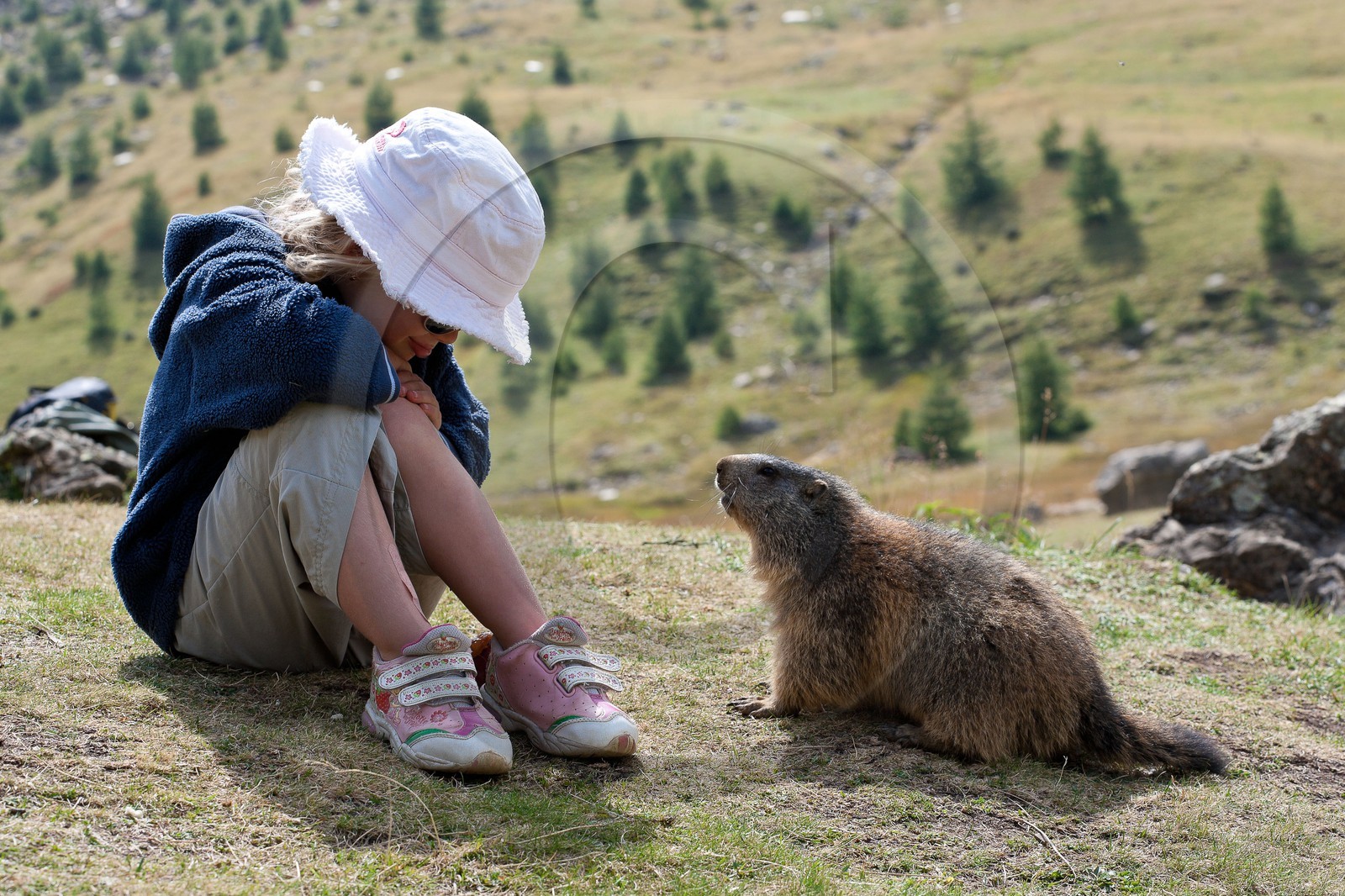 Marmotte des Alpes ( Marmota marmota )