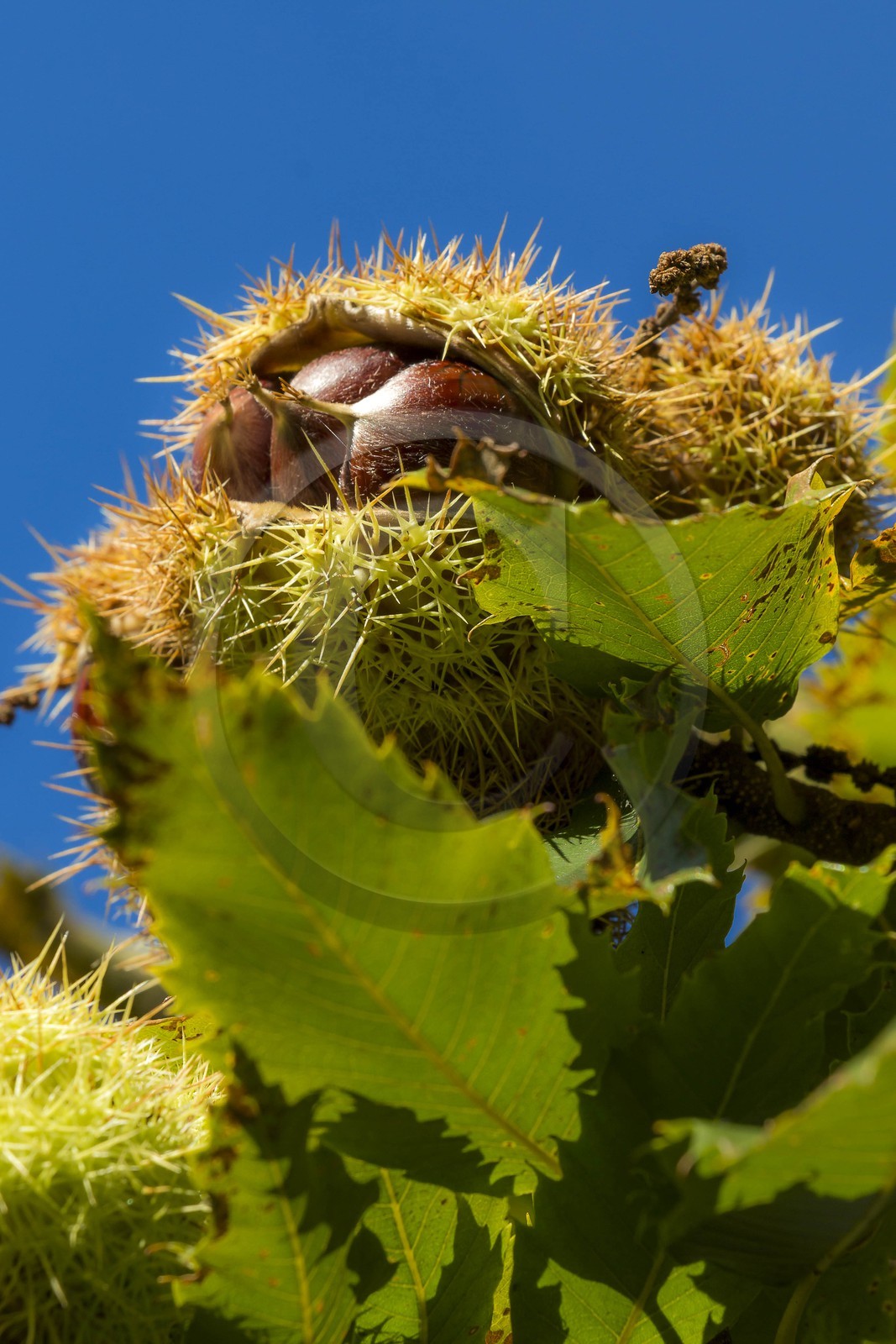Valdeblore, Saint-Dalmas, chataigneraie de Monsieur Morino