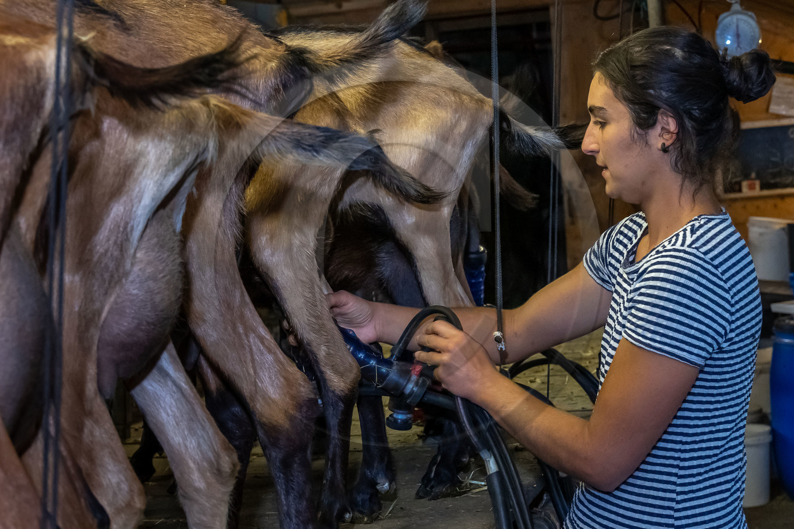 Ferme du Bayle, traite des chèvres