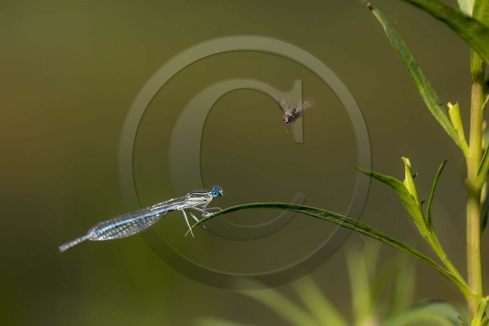 ENS de l'Isère, , le méandre des Oves