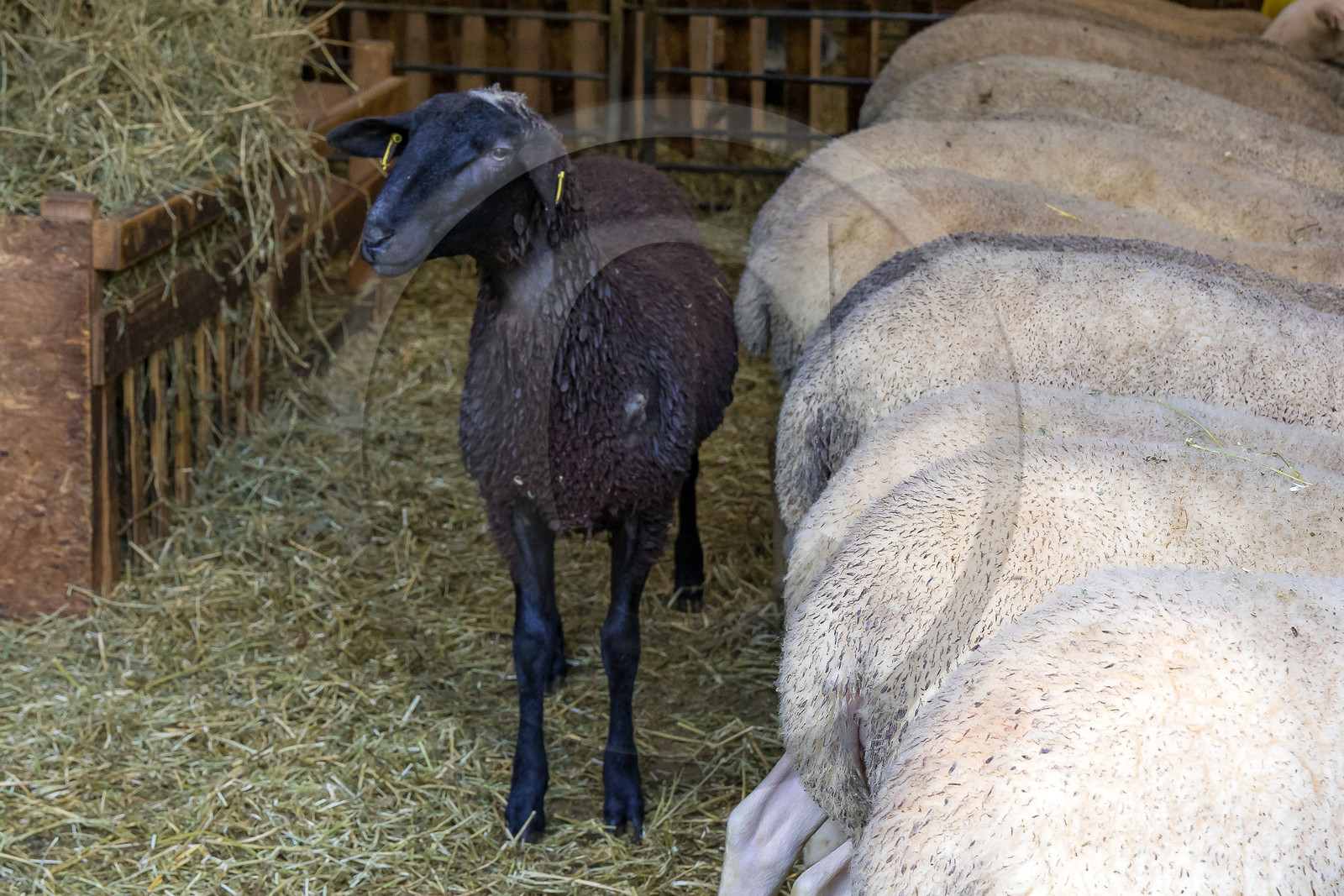 Bergerie de la Lignarre