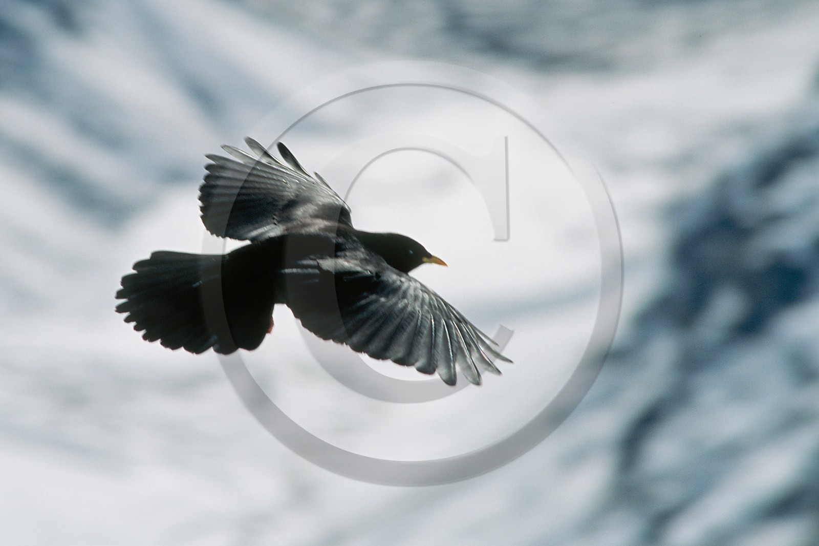 Chocard à bec jaune, Pyrrhocorax graculus