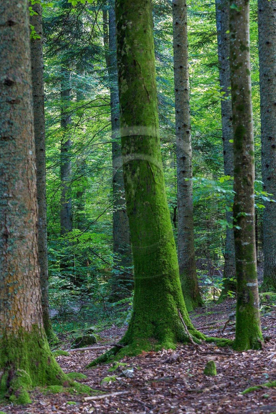 ENS de l'Isère,Tourbières du Peuil