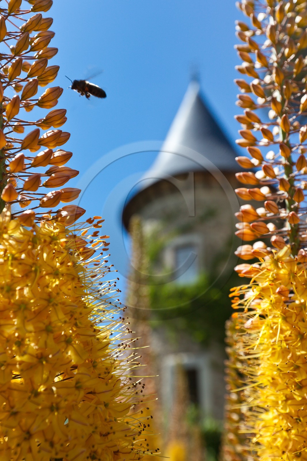 Château de Picomtal,  les jardins du château