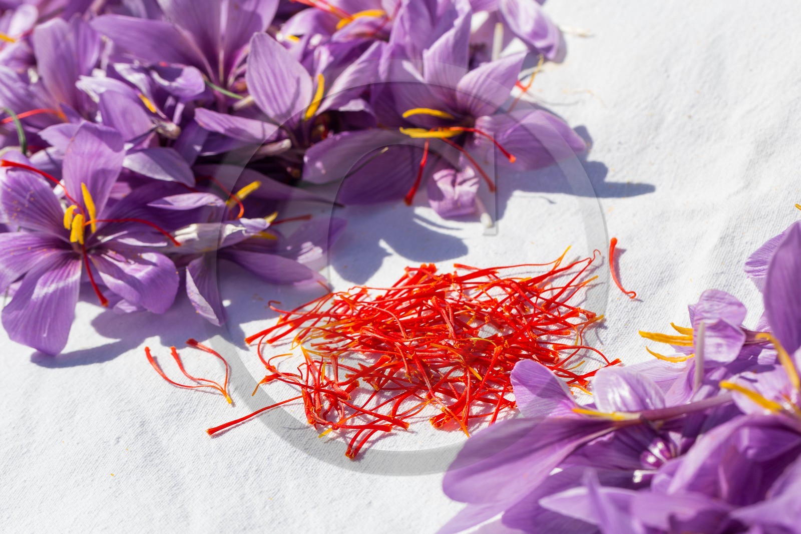 Carole Prost cultive du safran qui ensoleille ses créations