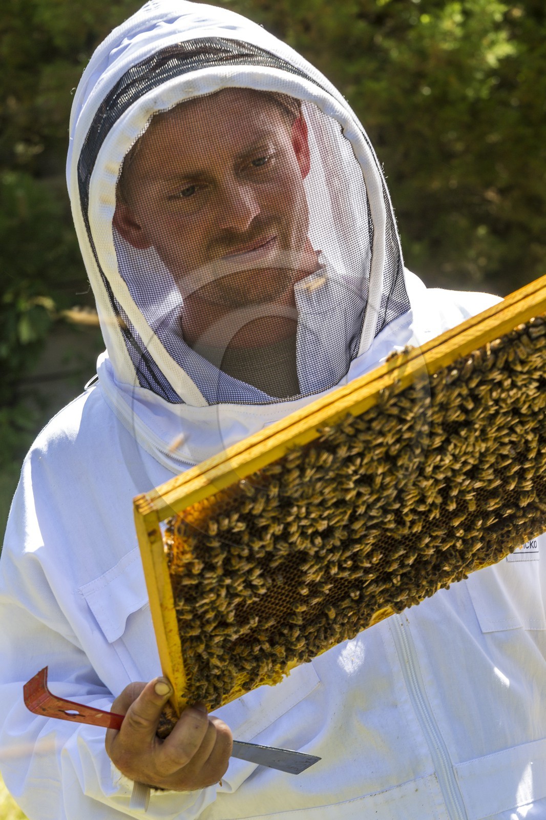 Mathieu Picavet, apiculteur