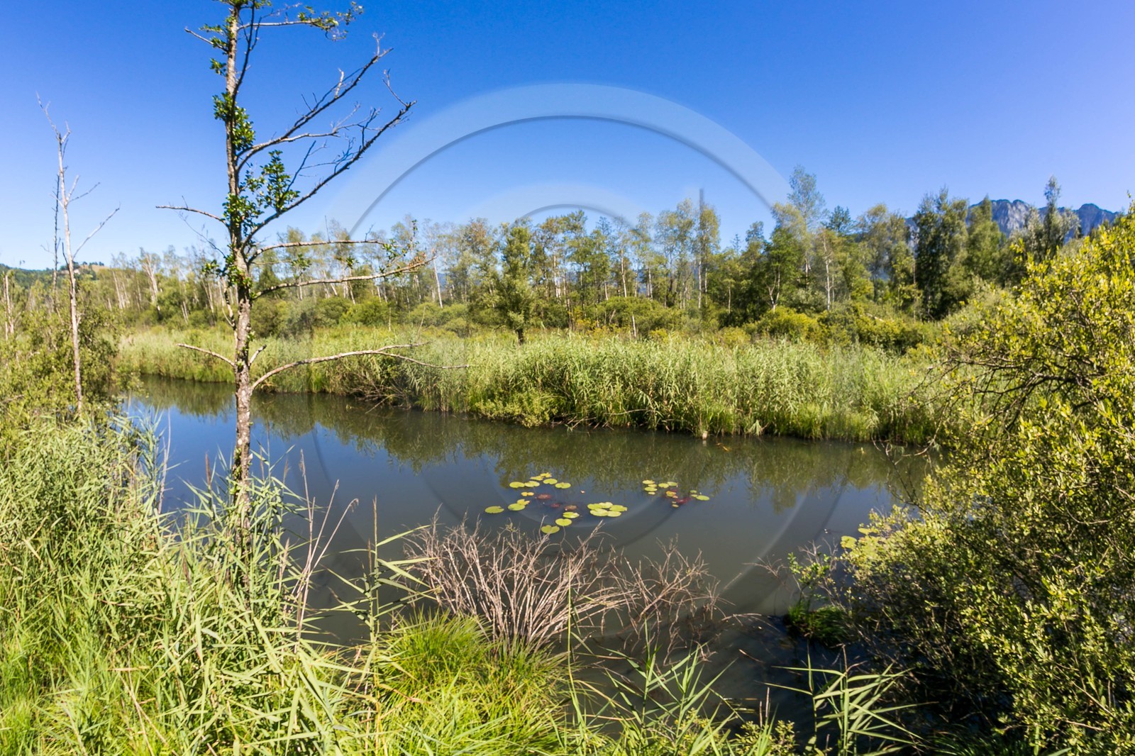 ENS de l'Isère, Tourbières de l'Herretang