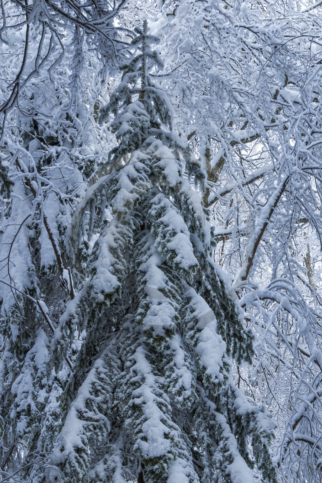 ENS de l'Isère, Les Ecouges