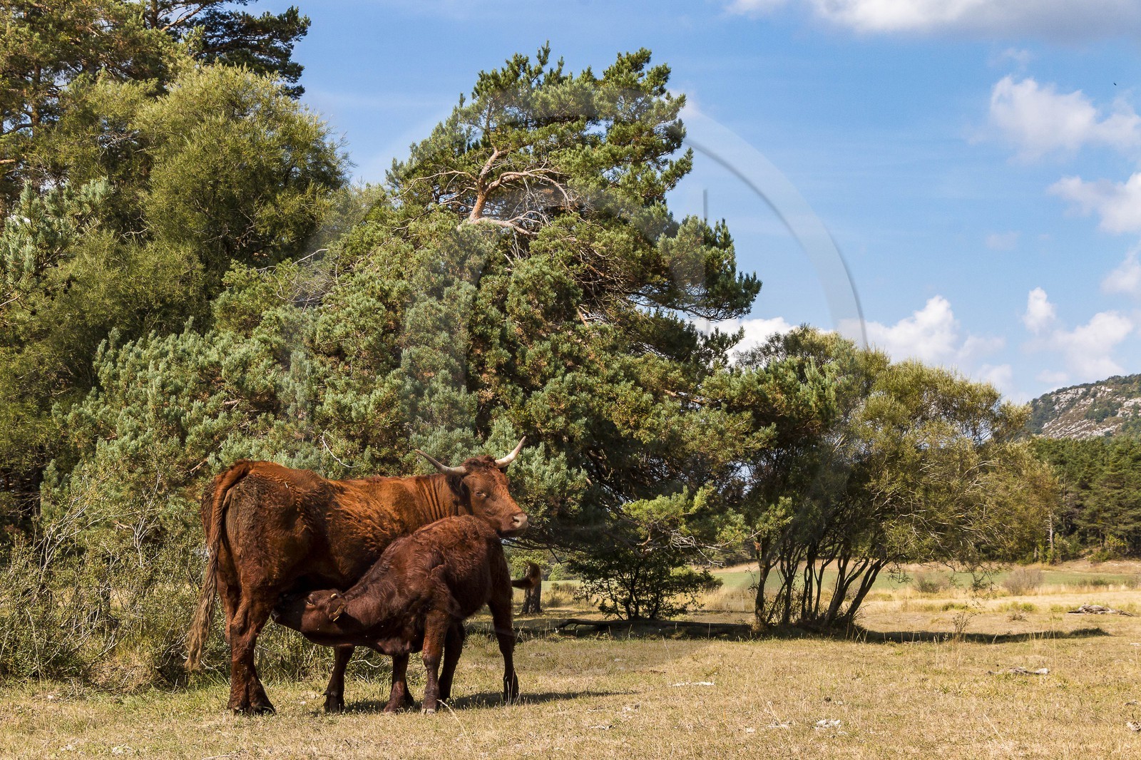 Valderoure, Stéphane et Valérie Maillard