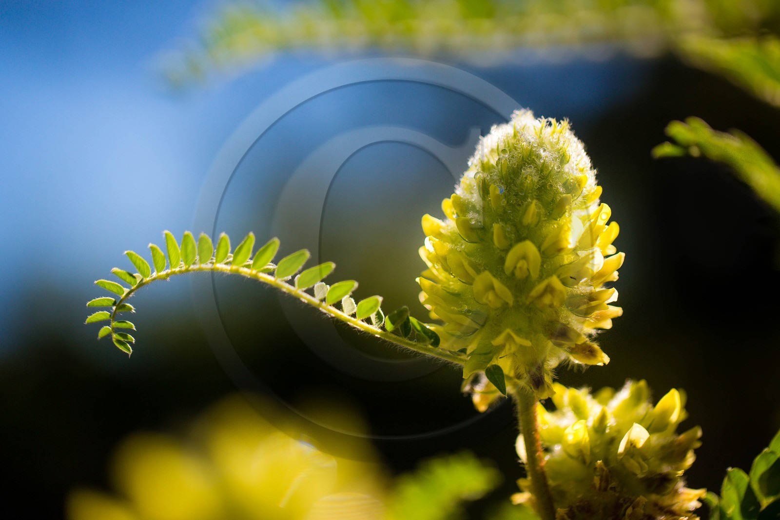 Château-Ville-Vieille, sentier des astragales