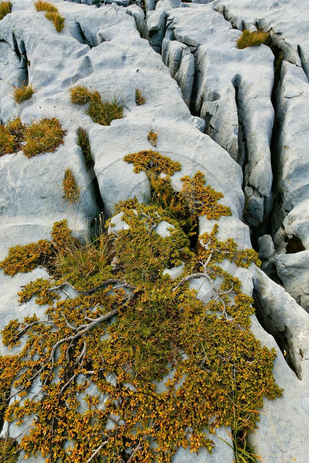 Désert de Platé, le Dérochoir et le Mont-Blanc
