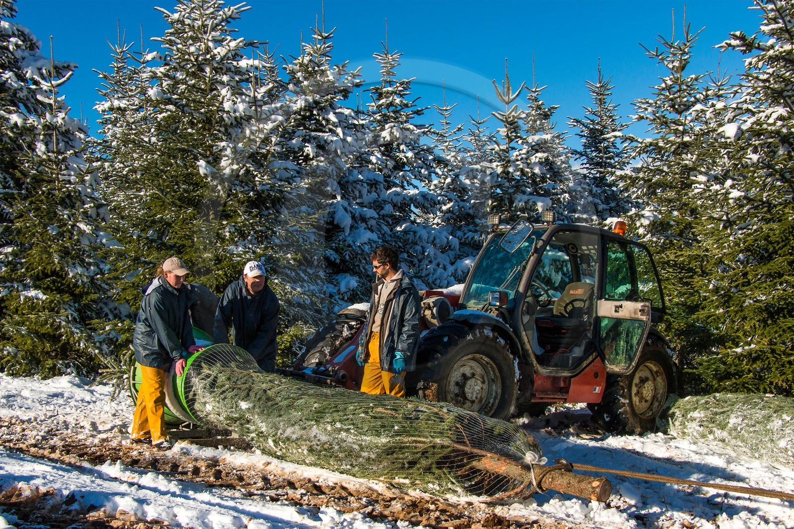 Pépinière Robin, producteur de sapin de Noël