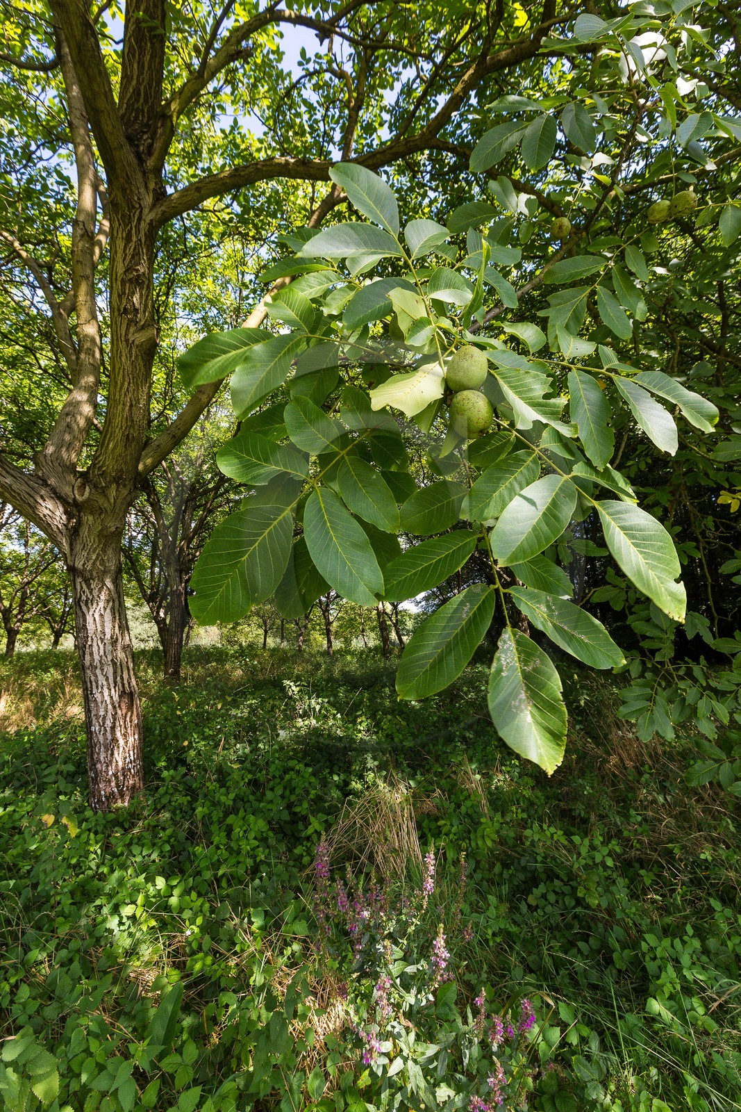 ENS de l'Isère, Boucle des Moïles