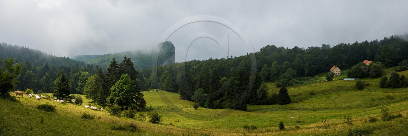 ENS de l'Isère, Les Ecouges, race bovine du Vercors la vilarde