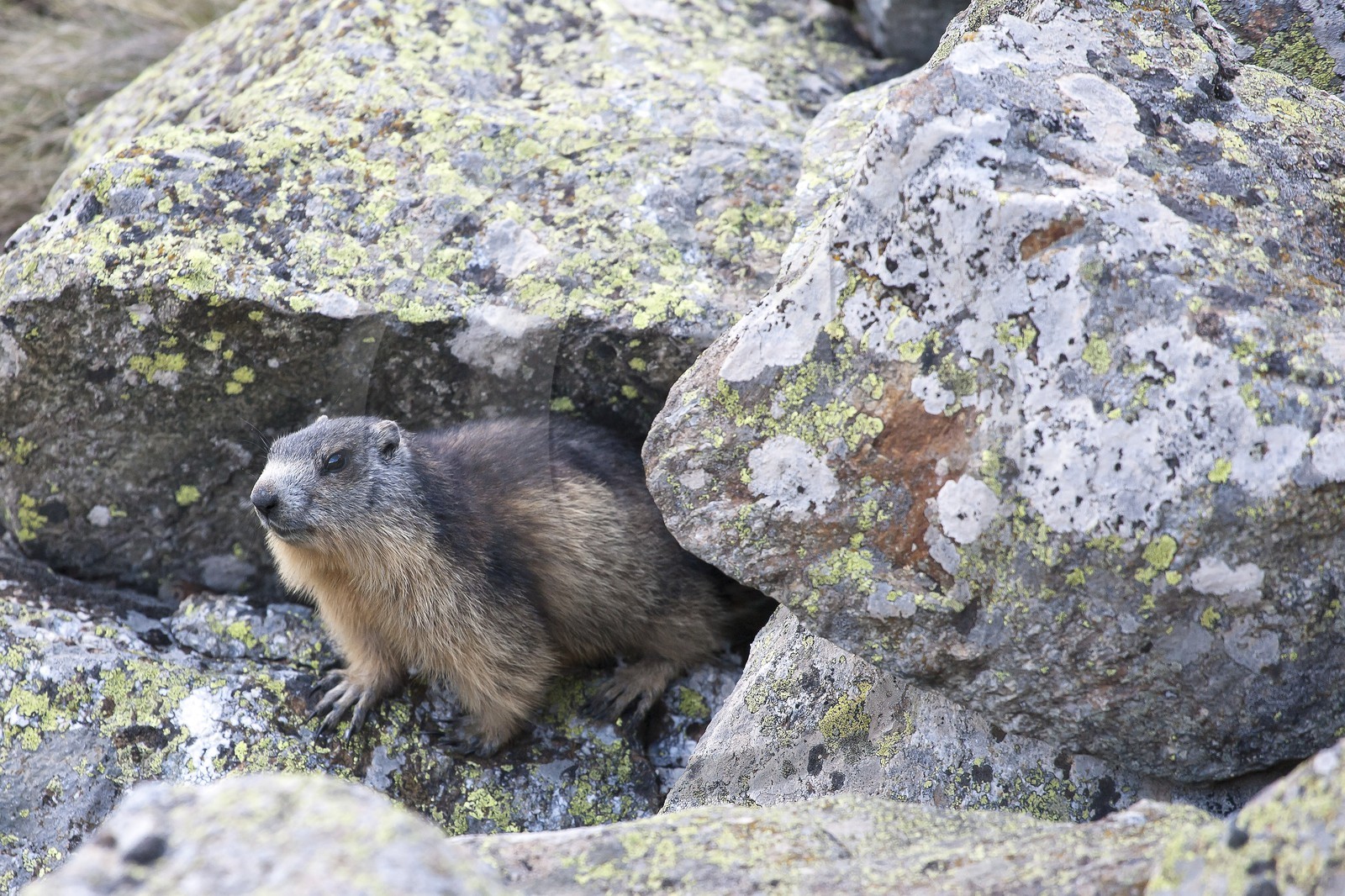 Marmotte des Alpes ( Marmota marmota )