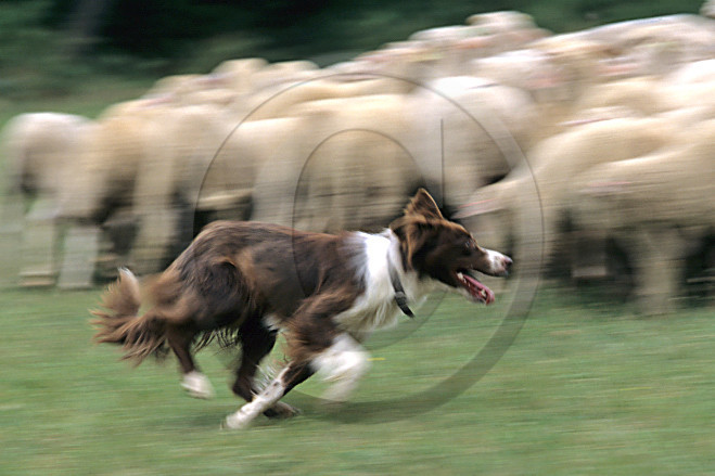 Bergers, chiens de conduite des troupeaux