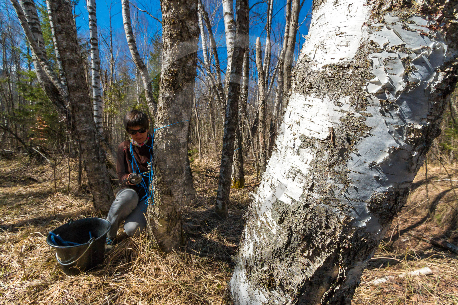 Récolte de sève de bouleau