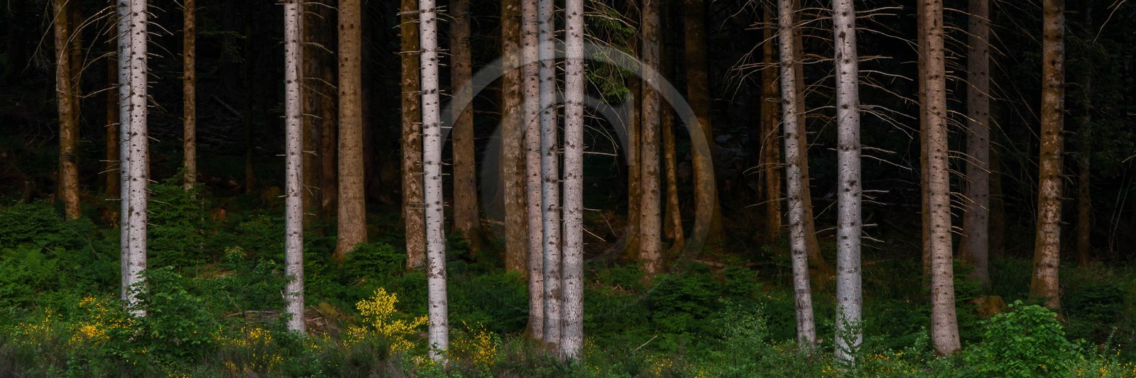 ENS de l'Isère, Marais des Seiglières