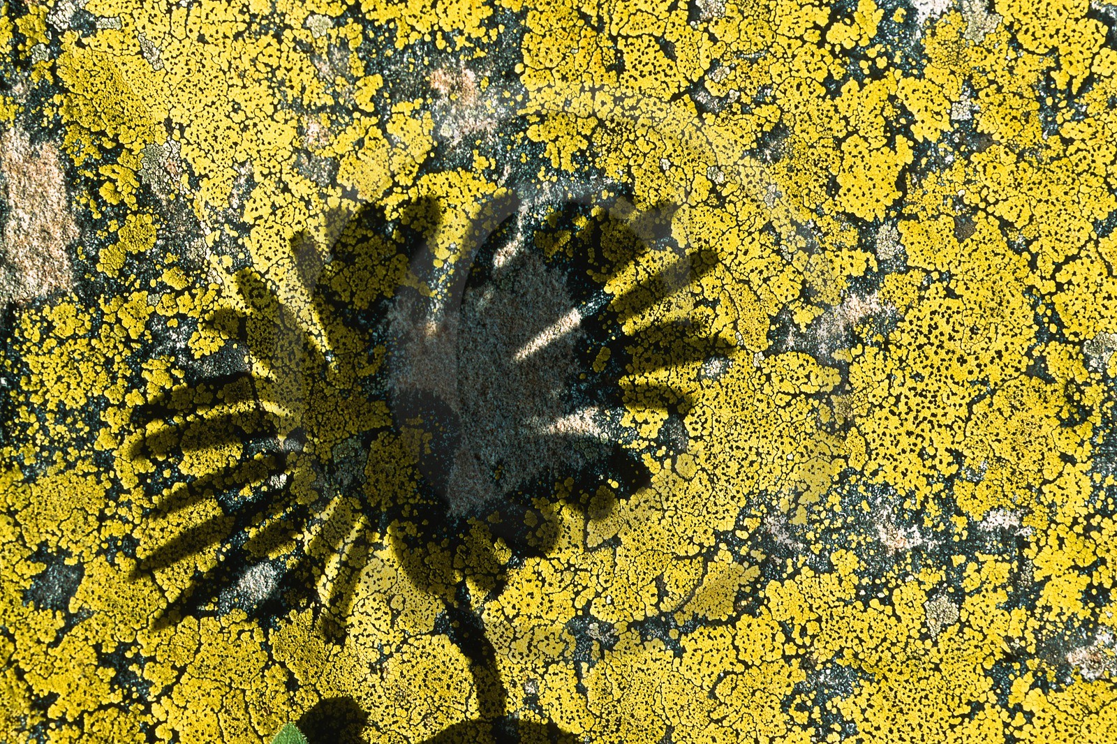 Arnica des montagnes, Arnica montana