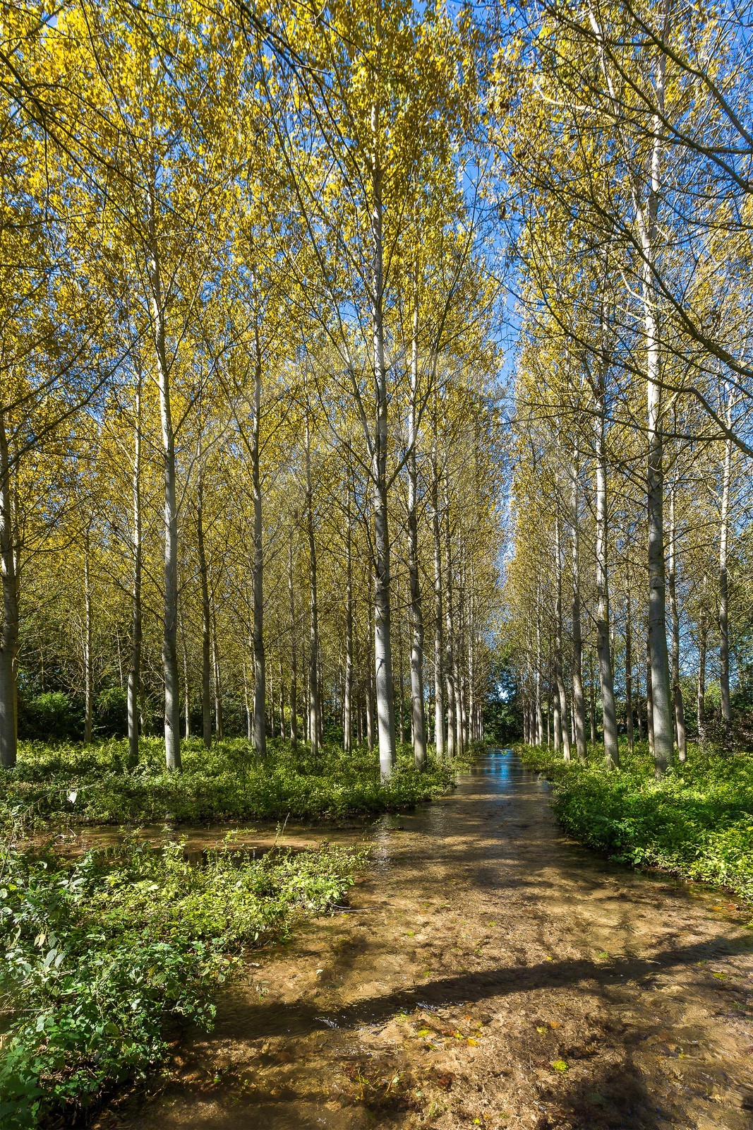 ENS de l'Isère, Les Fontaines de Beaufort