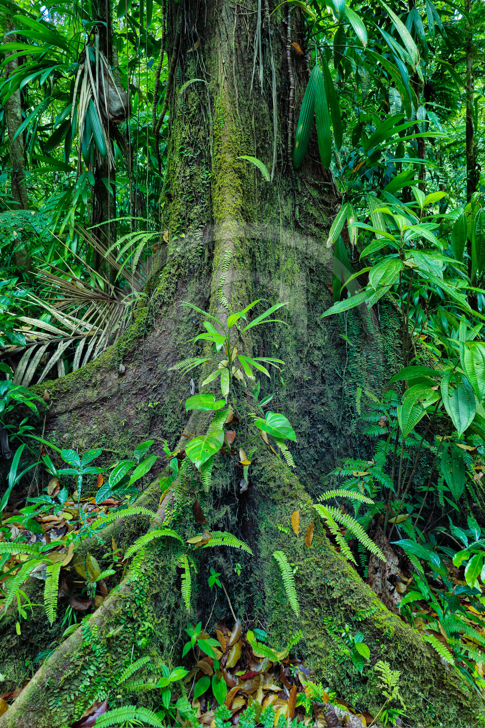 Forêt tropicale, Parc national de la Guadeloupe