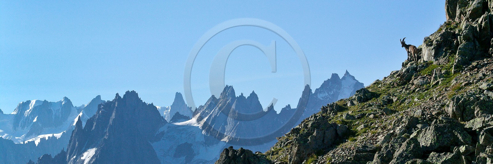 Bouquetin, ou bouquetin des Alpes (Capra ibex)