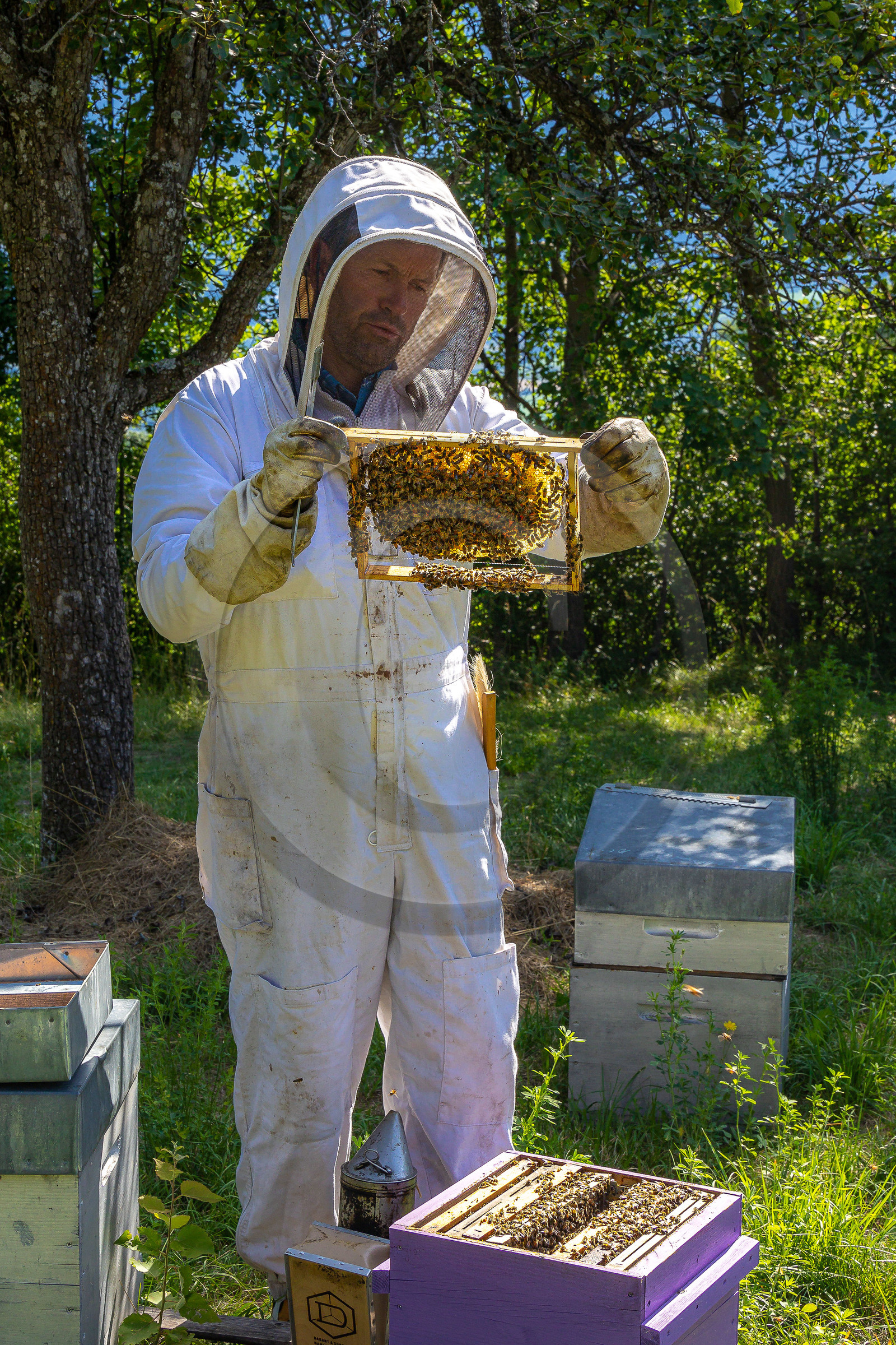 Jean-Jacques Daubert - Apiculteur