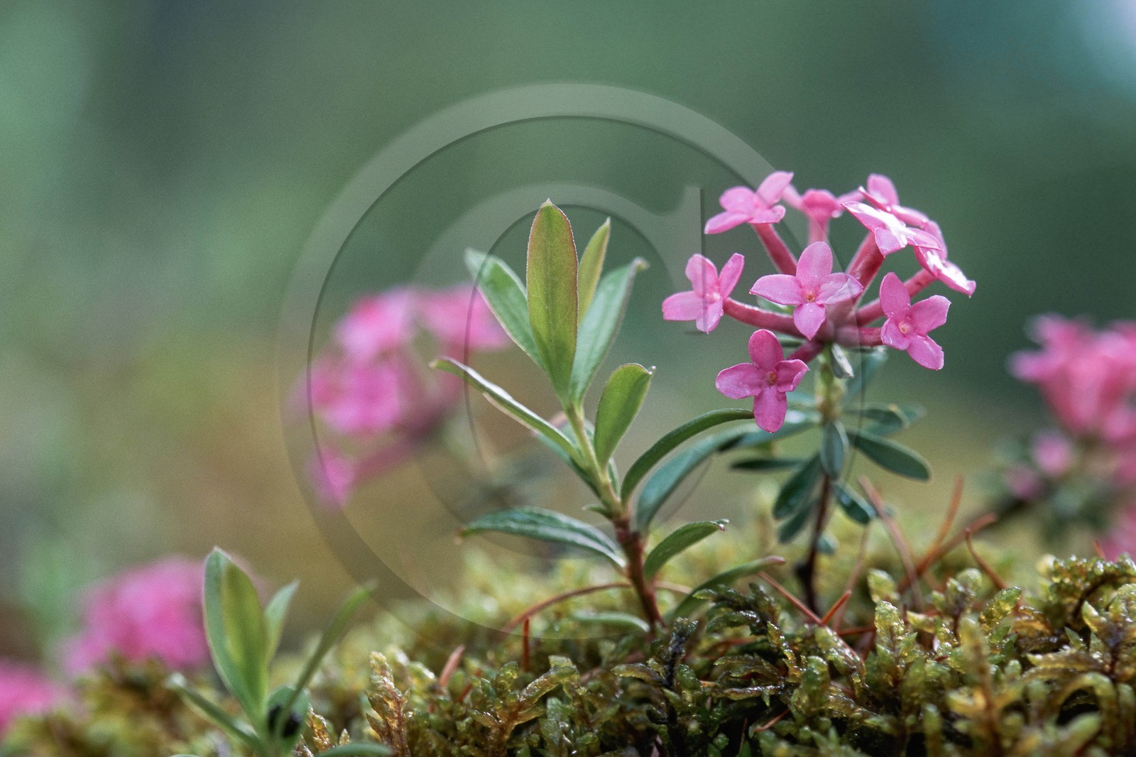 Daphné camélée, Daphne cneorum