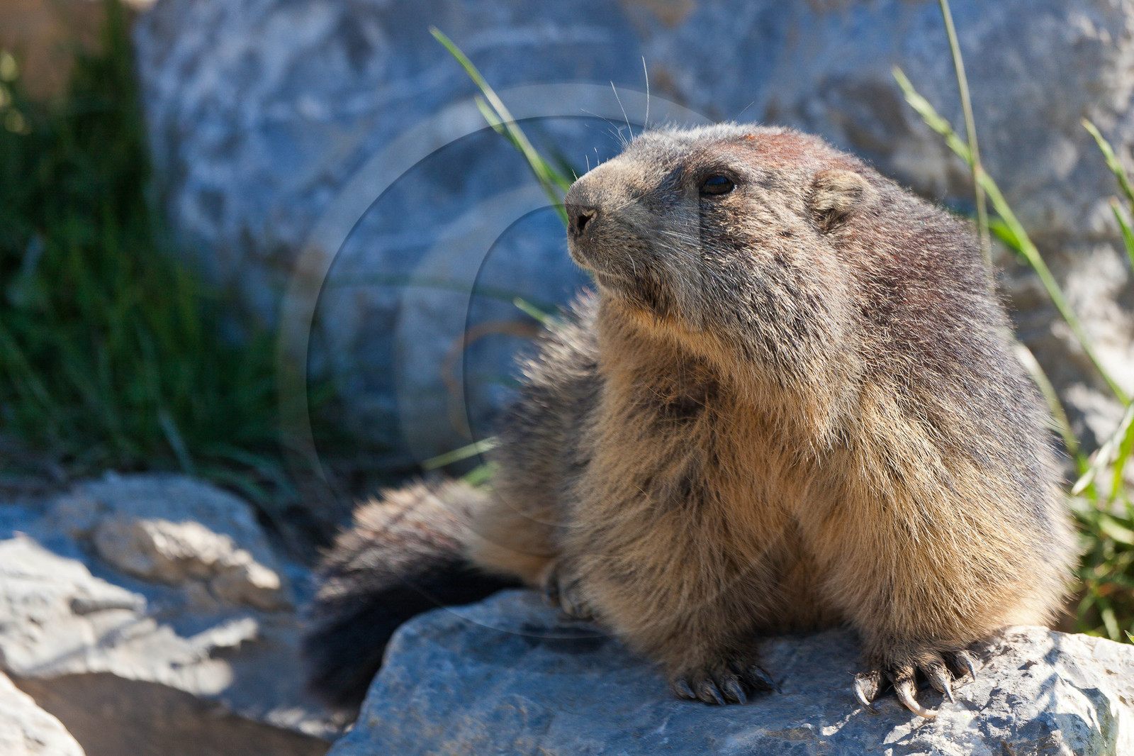 Parc animalier de Serre-Ponçon, vautour fauve, Gyps fulvus