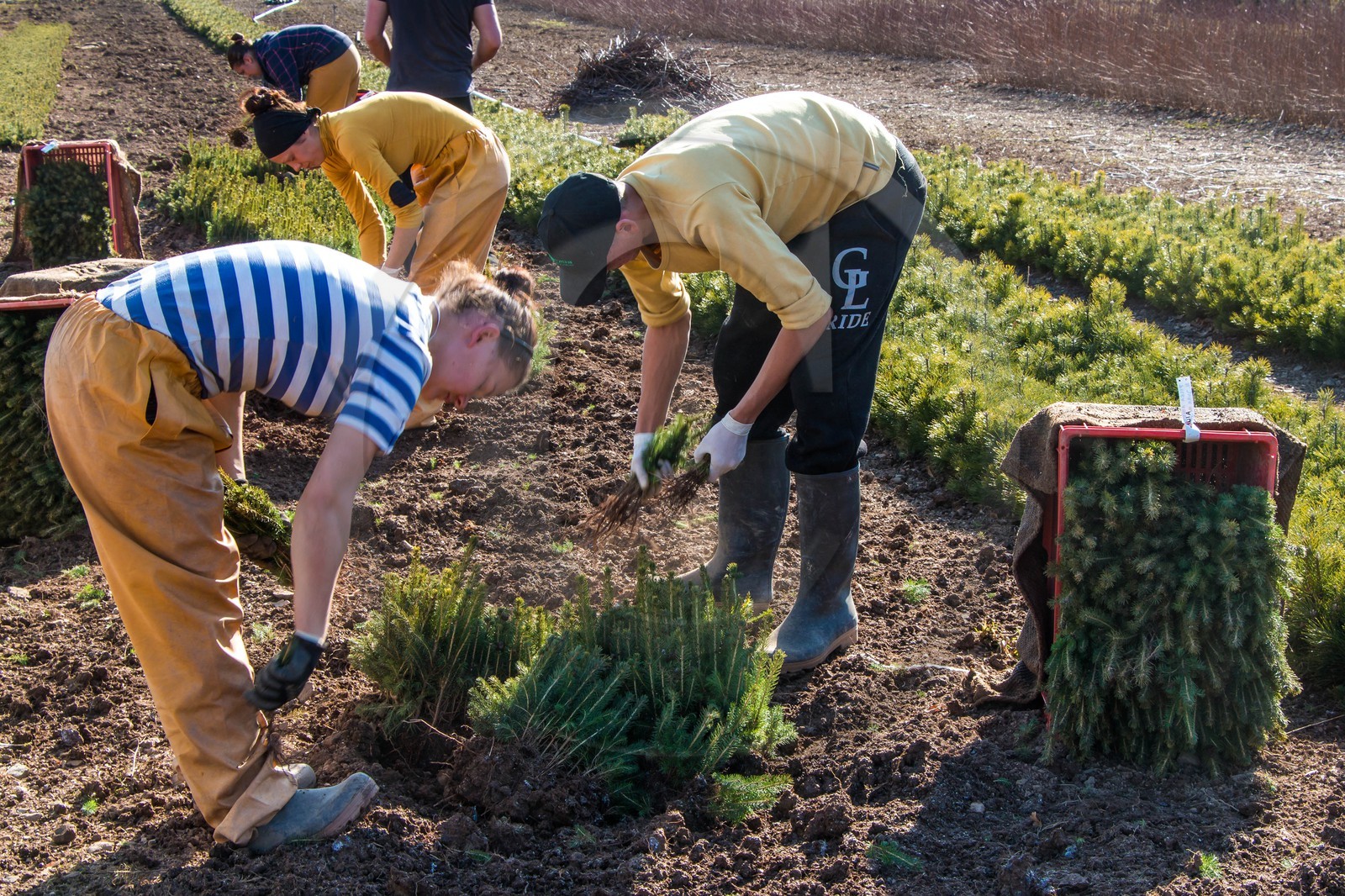 Pépinière Robin, producteur de sapin de Noël