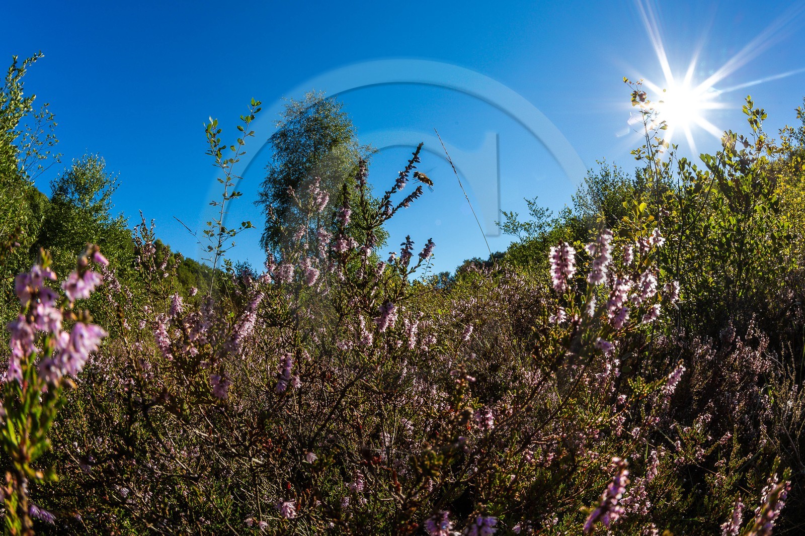 ENS de l'Isère, Tourbière des Planchettes