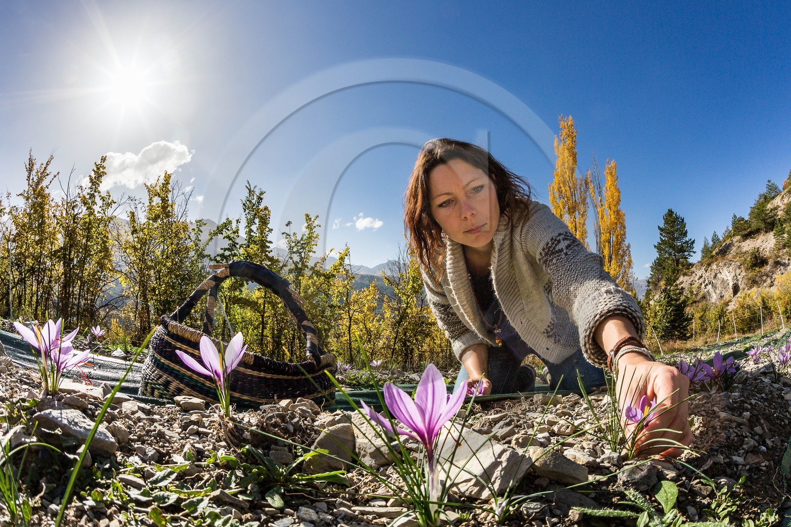 Carole Prost cultive du safran qui ensoleille ses créations