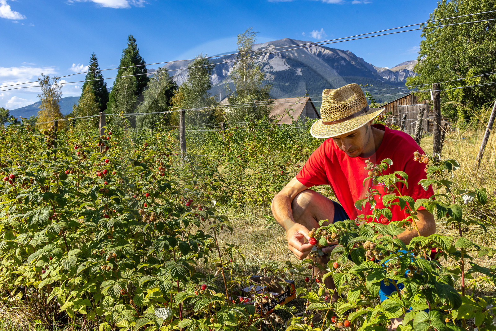 Ecrins de fruits, producteur de fruits rouges