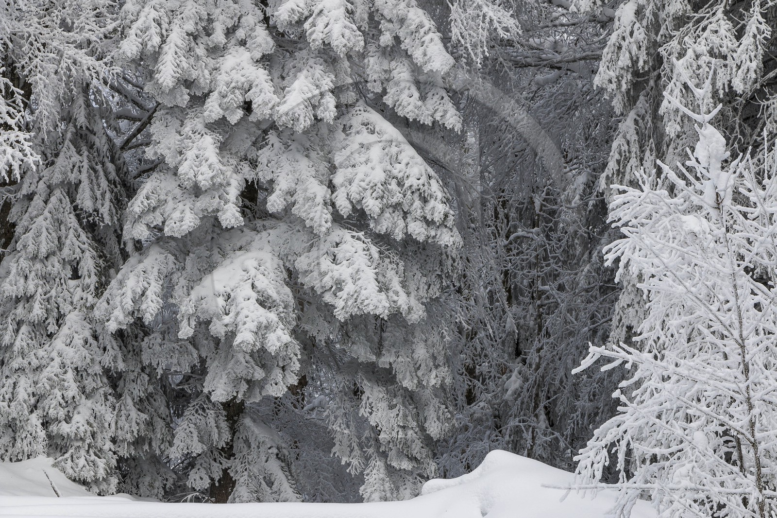 ENS de l'Isère, Les Ecouges