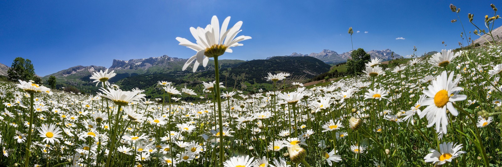 Marguerite commune, Leucanthemum vulgare
