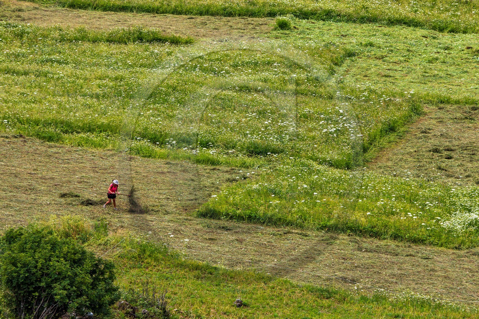 Fenaisons  à Bonneval-sur-Arc