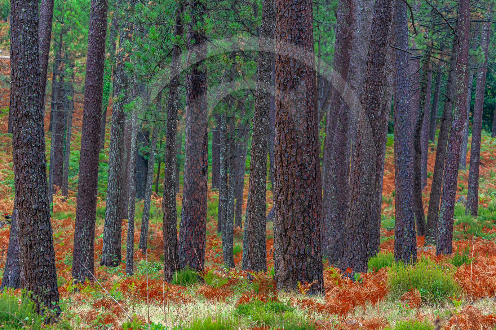 Forêt de l'Ospedale, Pins laricio de Corse